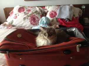On suitcase on bed