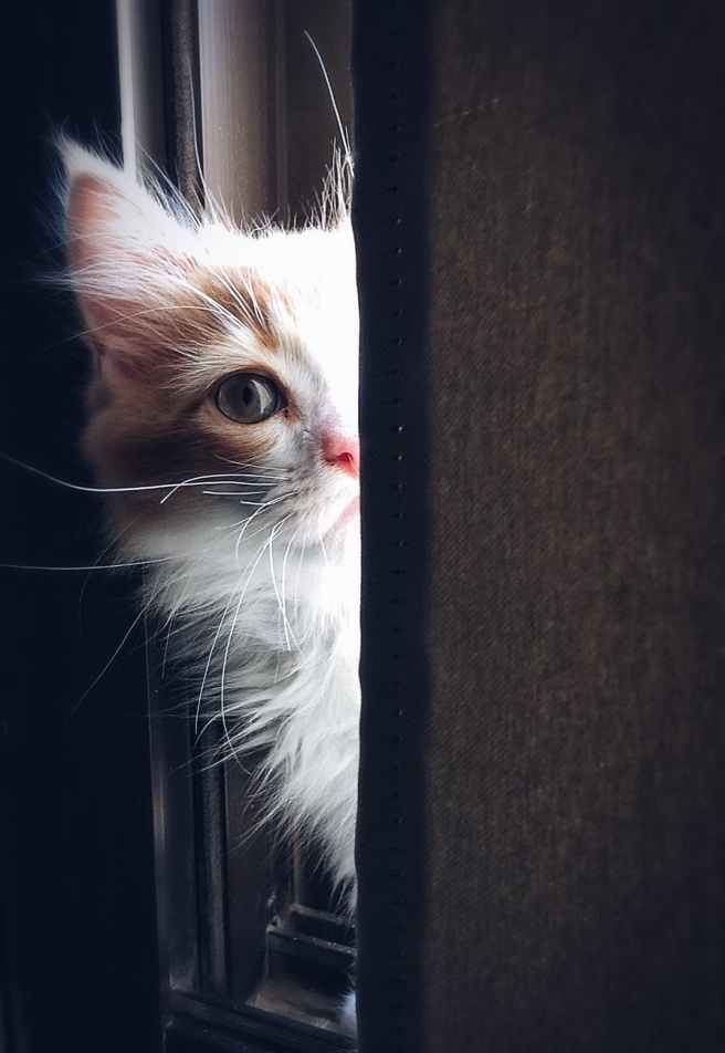 adorable animal cat close up